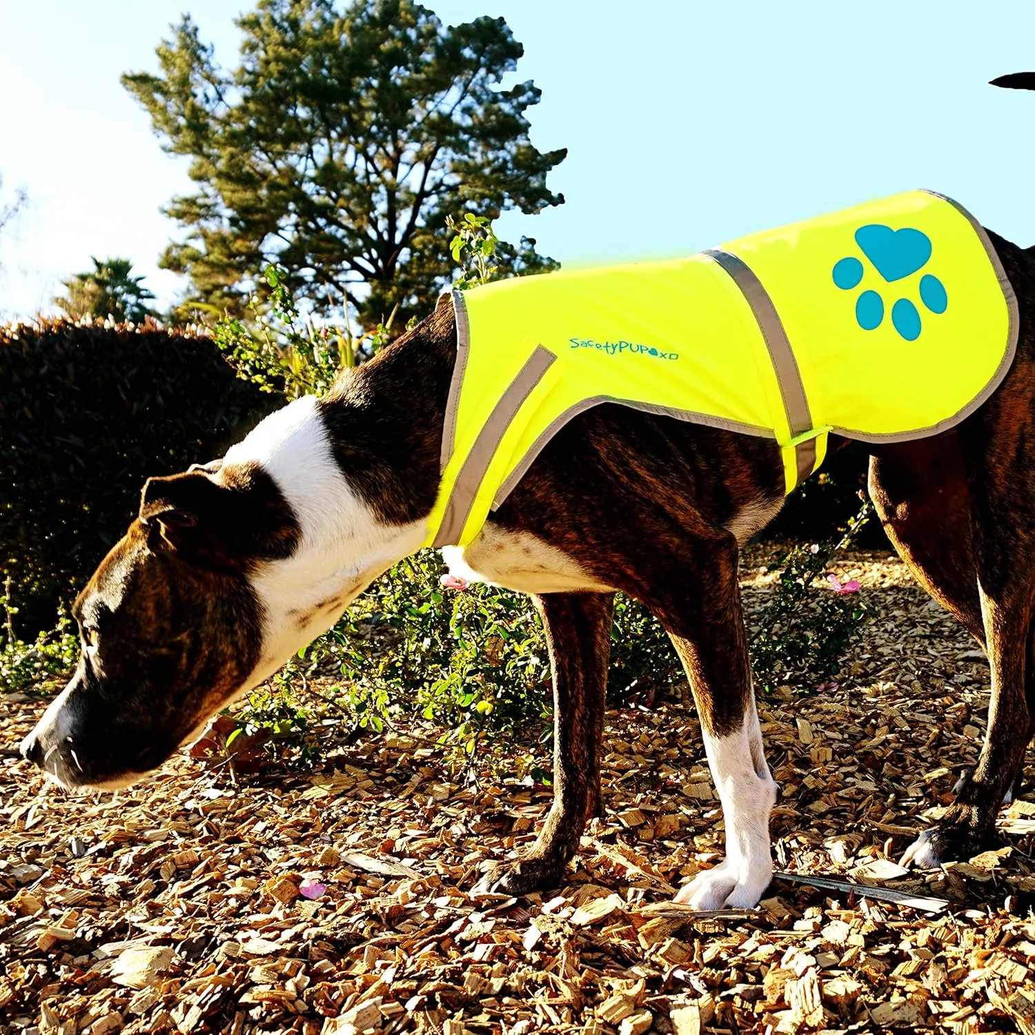 Urban Dog Reflective Vest. Our Fluorescent Hi-Visibility Dog Jacket in Multi-Colors Helps to Safeguard Your PUP in The Outdoors On and Off Leash