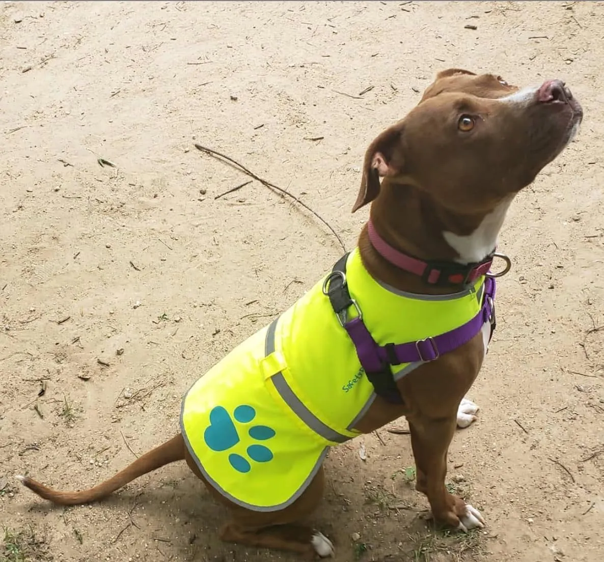 Urban Dog Reflective Vest. Our Fluorescent Hi-Visibility Dog Jacket in Multi-Colors Helps to Safeguard Your PUP in The Outdoors On and Off Leash